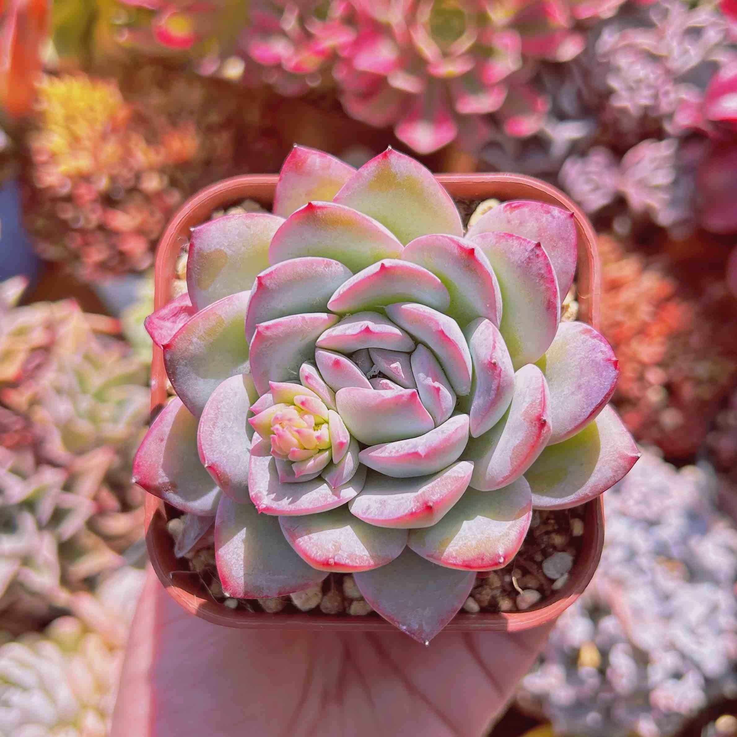 多肉植物　メキシコポルデンシスxモンロー　大苗