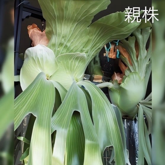 ビカクシダ P. andinum【640】 | PROTOLEAF プロトリーフ