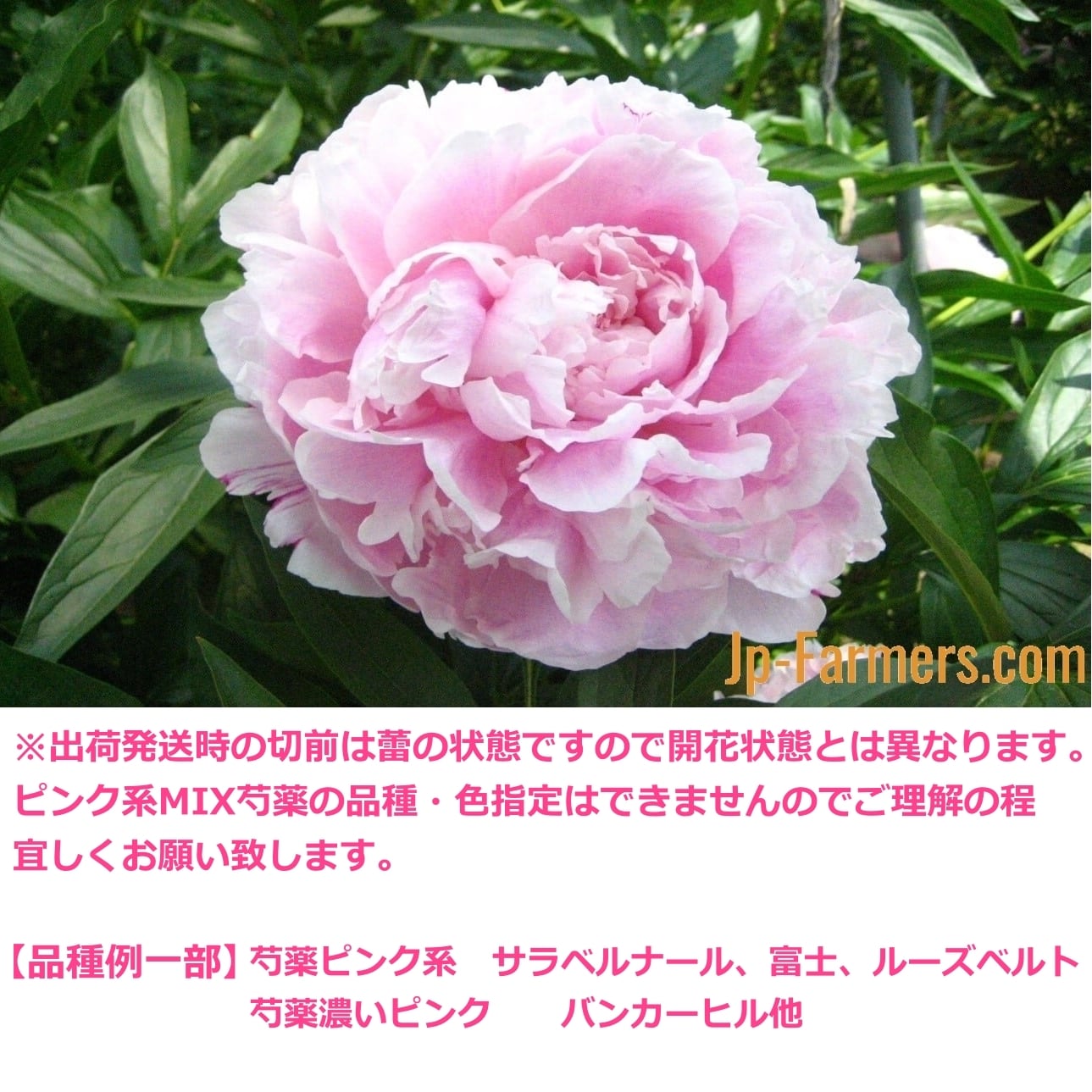 ゆる様　日本芍薬　8寸高さ88㌢蕾9個 Oisix父の日 2026年 ｜ 選べるギフトセット ピンク 大輪芍薬ブーケ 落葉樹