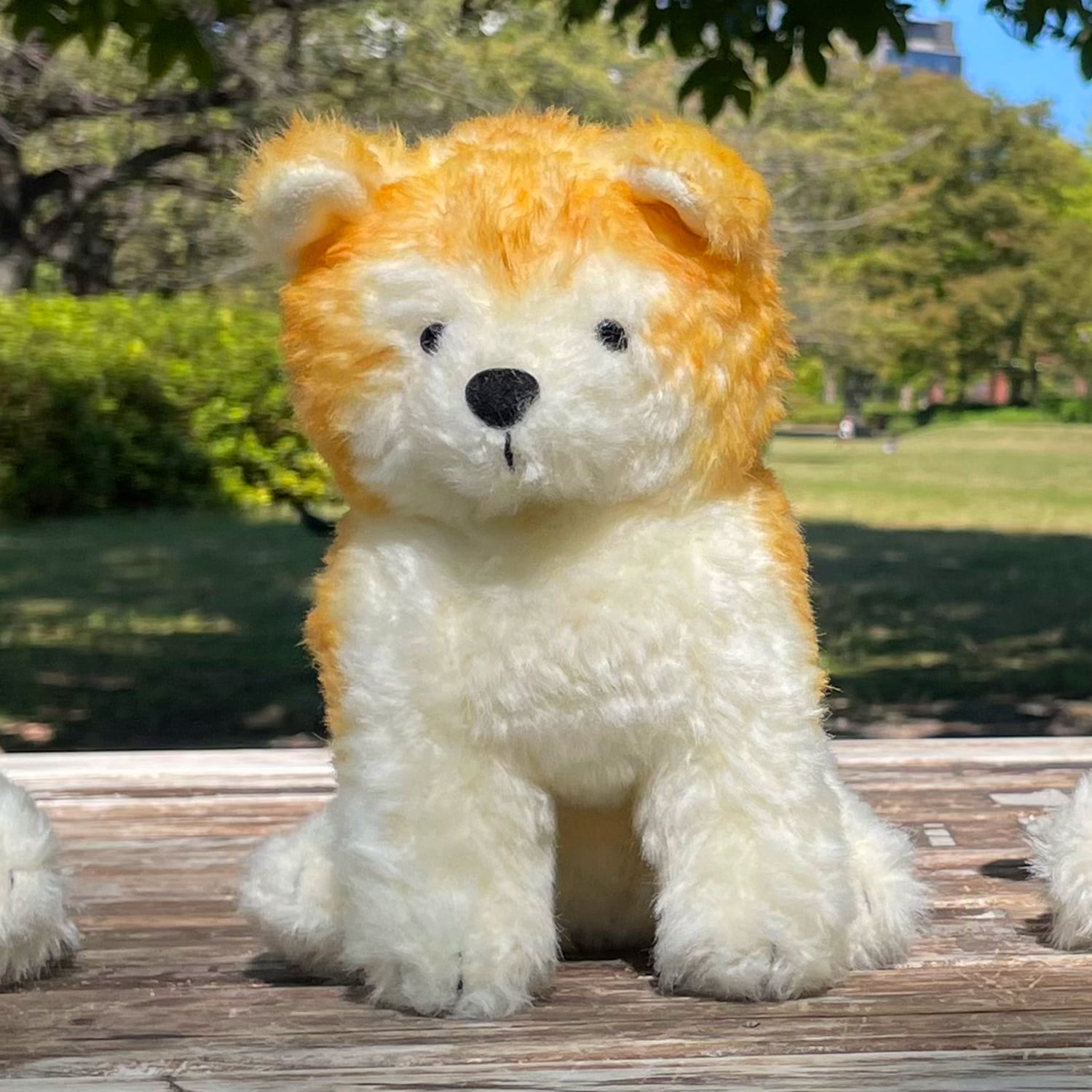 秋田犬わんこ 赤毛 | もふいぬ