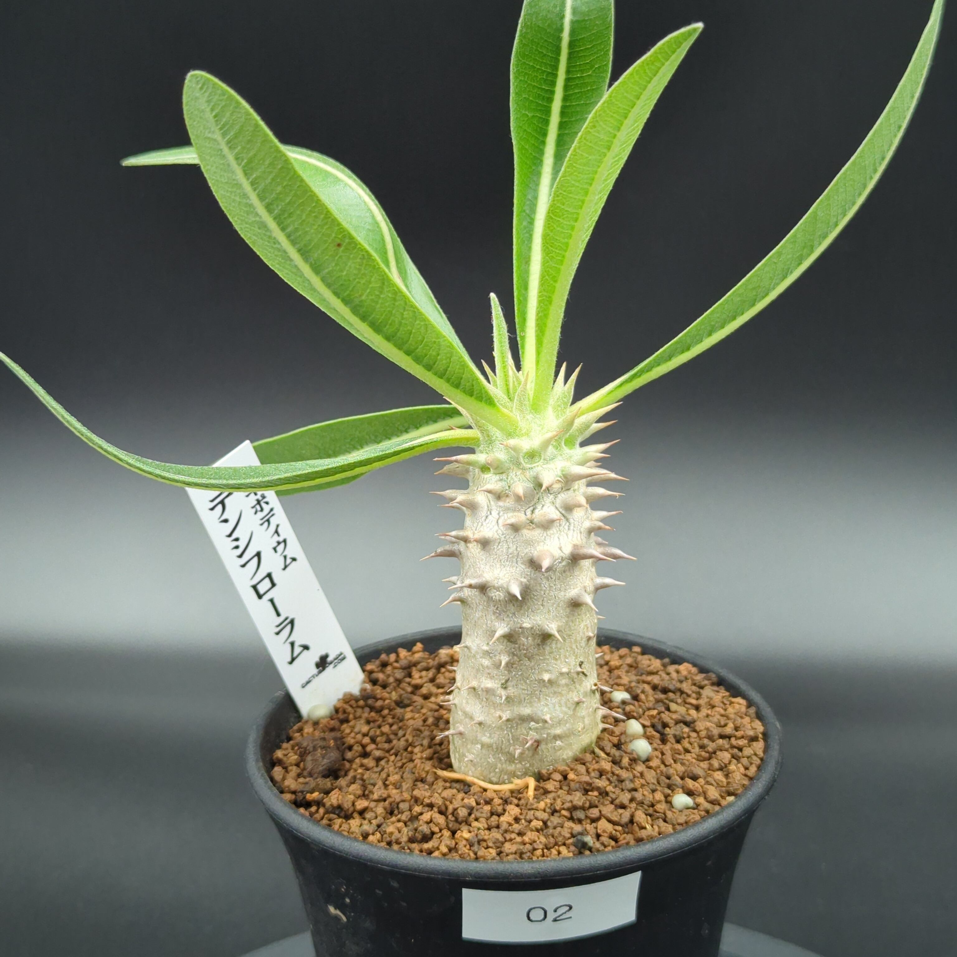 観葉植物 パキポディウム・伊藤ハイブリッド 10.5cm鉢 □カクタス長田