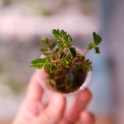 Phyllanthus urinaria 'Pink Variegated' / フィランサス・ウリナリア ピンク斑入り