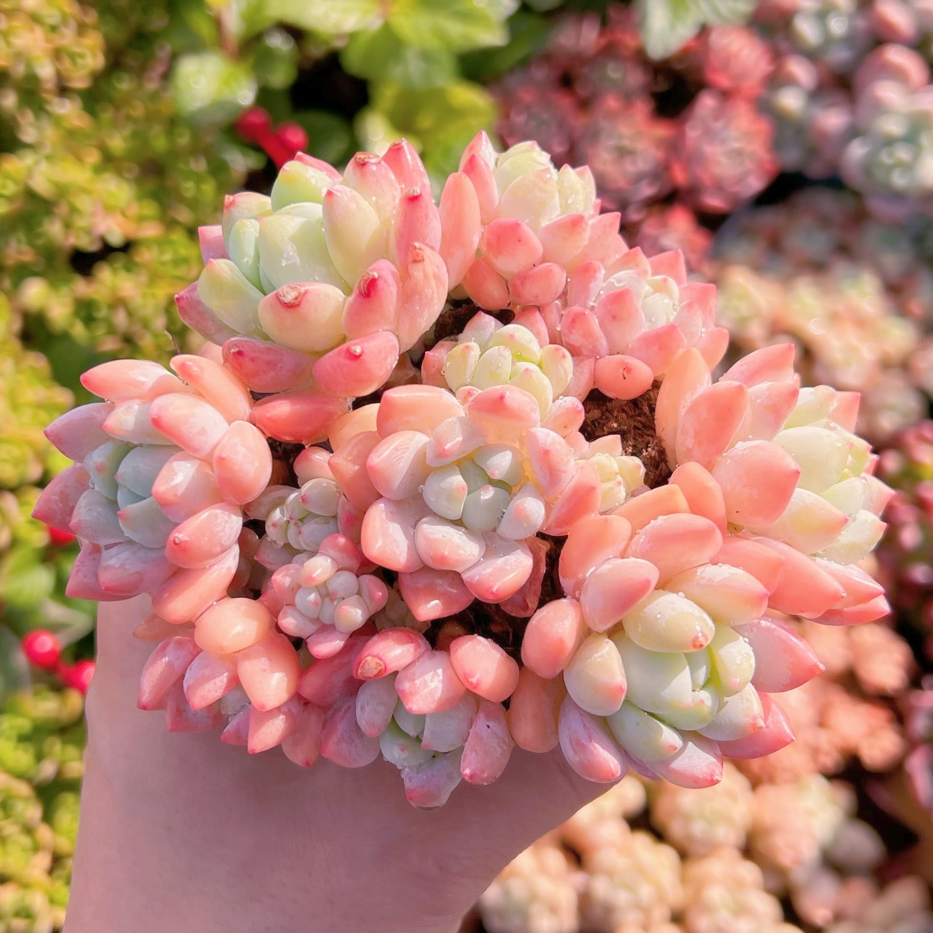 現品　プロリフェラxラウル#267   るる農園