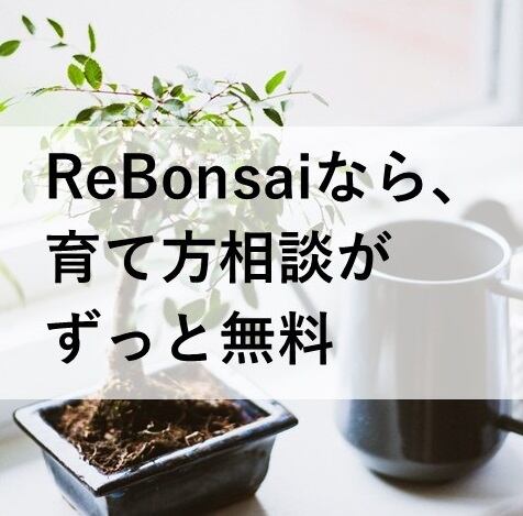 インテリア盆栽「黒松 半懸崖」 | 植物再生工房ReBonsai