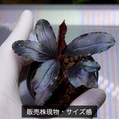 【一点物】Bucephalandra sp.”Theia blue”　No-004