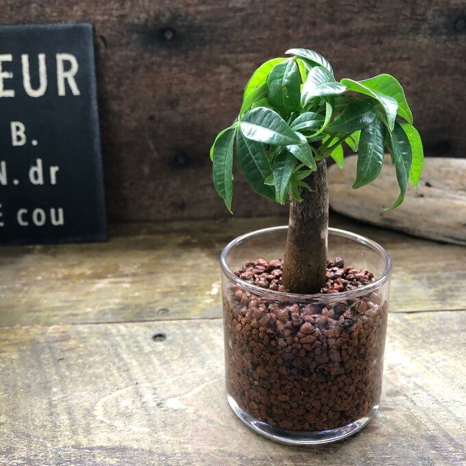 ヤシ ビスマルキア（ビスマルキア・ノビリス） | 植物の店ベリー