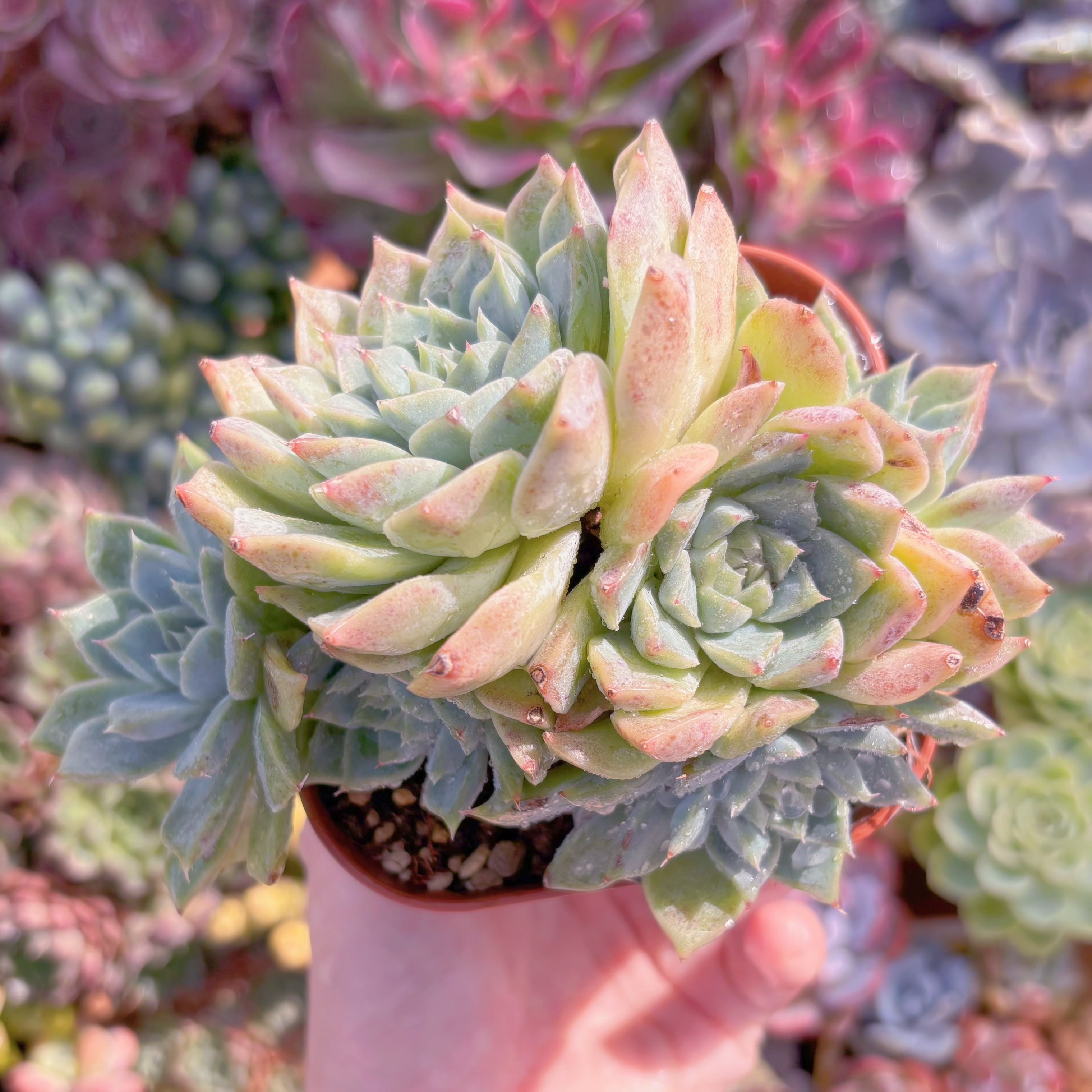 現品　ヘレナ#645　大苗　るる農園