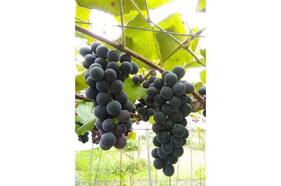 【ぶどうの先駆け】キャンベル・500g (8/28発送開始)