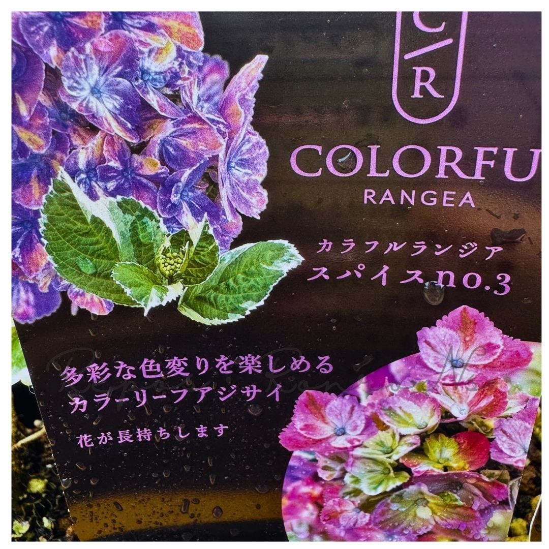 アジサイ：スパイスNO.3（3号）斑入り 紫陽花 カラフルランジア 大栄