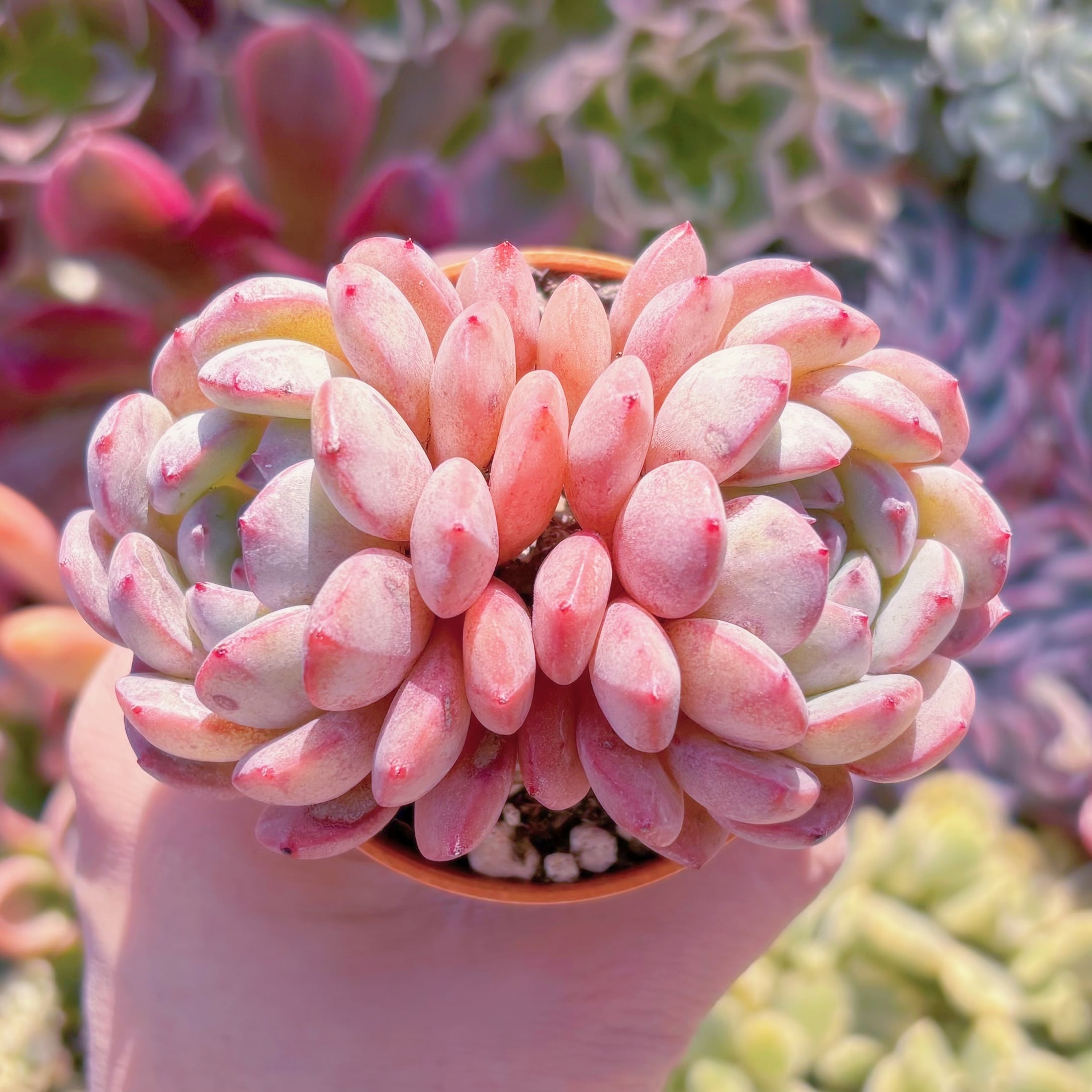 多肉植物　甘露　2頭群生　新入荷　るる農園