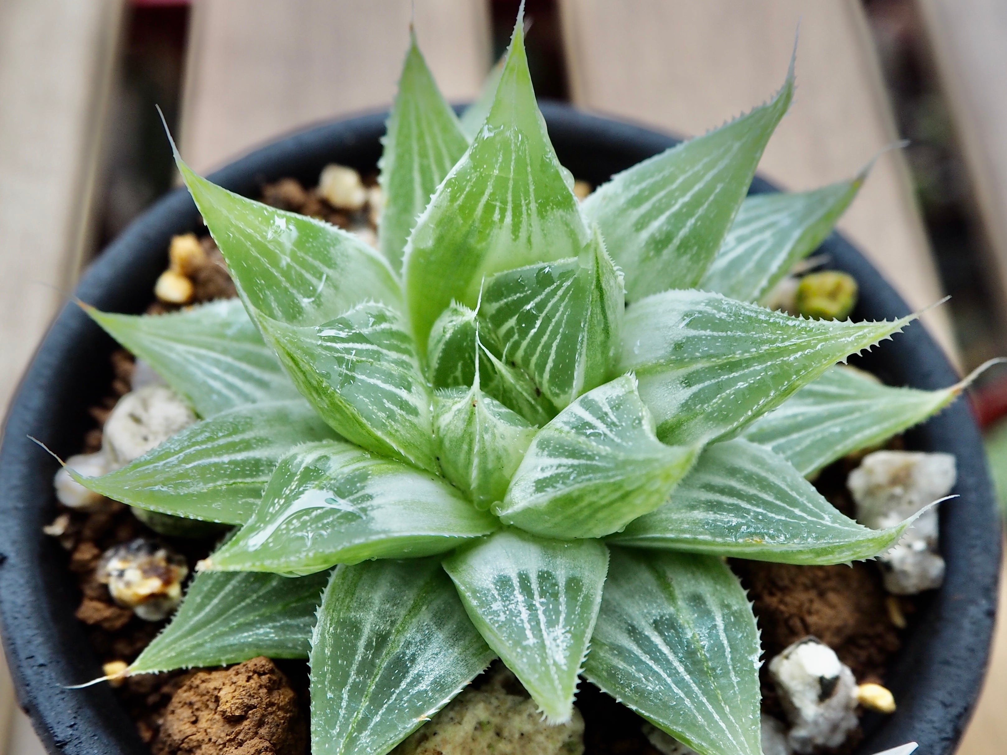 D’  多肉植物　葉っぱセット　フルーツ・スイーツ・錦など