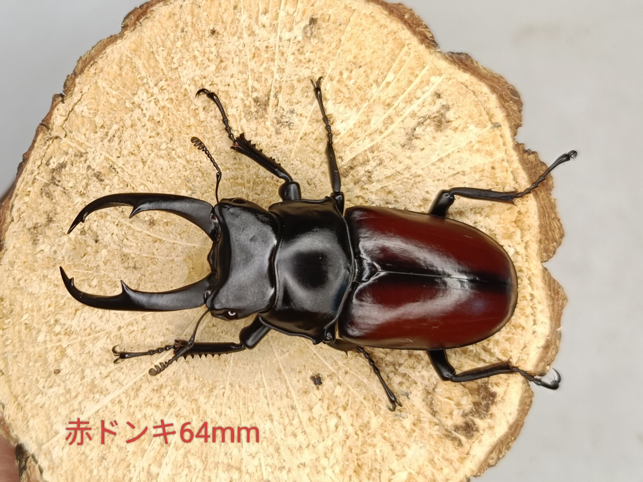 赤ドンキ ♀単品 ドンキエルコクワ 公式通販 ドンキエル 赤ドン ガタ