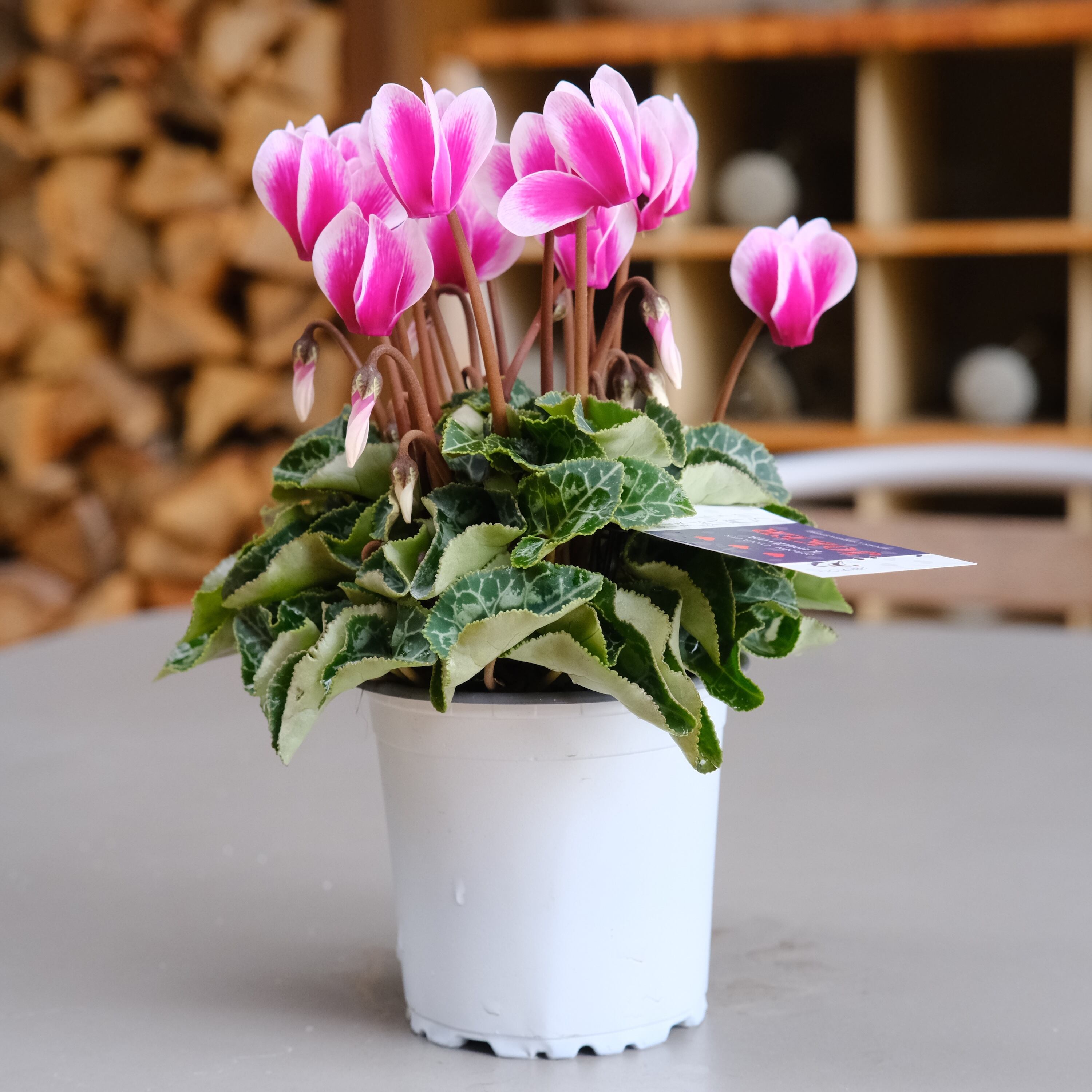 ガーデンシクラメン《 ジョーカー 》軽井沢育ち 3号鉢 | グリーン