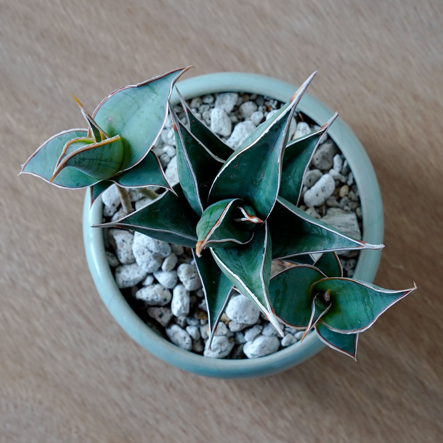 サンセベリア ピングイキュラ | AYANAS（アヤナス）｜観葉植物の