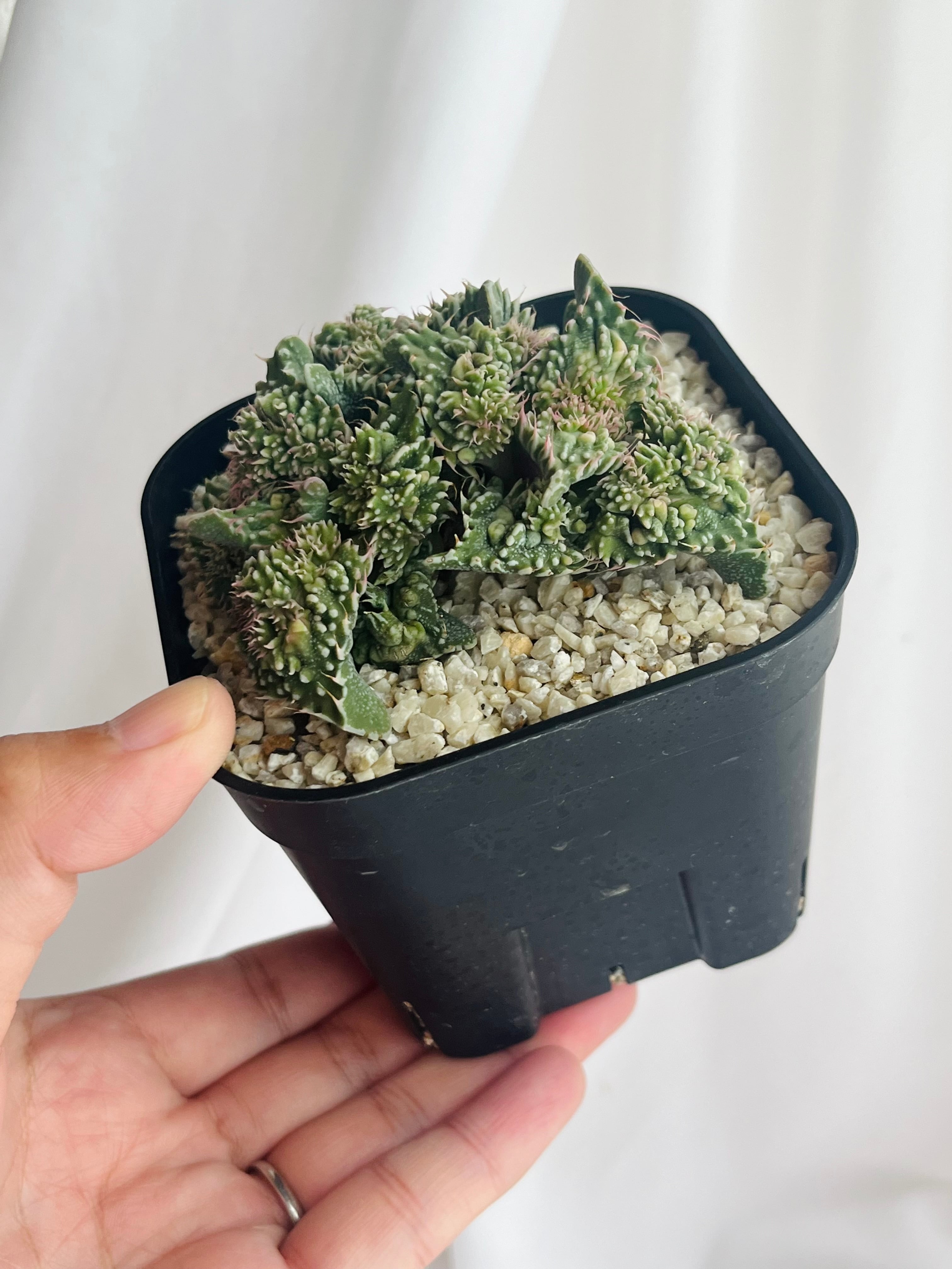 Faucaria 'Dotou' 怒涛 多肉植物 | plants MARU ーサボテン・多肉植物