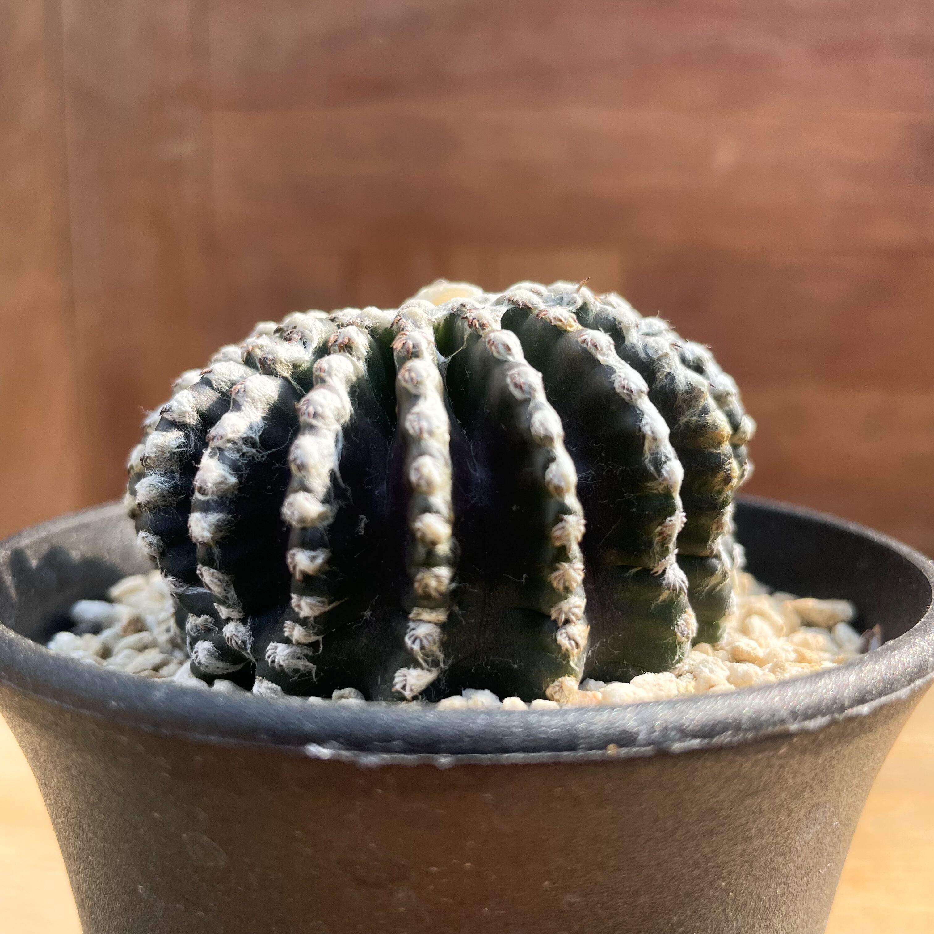 多肉植物 サボテン ディスコカクタス ホルスティー、銀デブーサセット