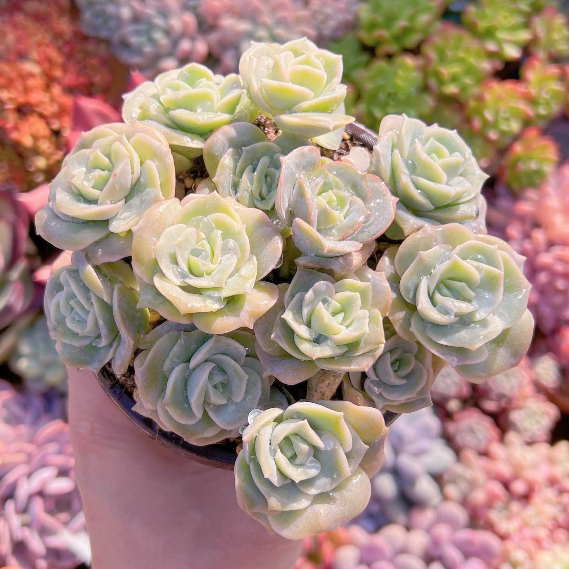 現品　ラブリーローズ#008   古株　るる農園