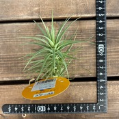 チランジア　アラウジェイ　グリーンスター【570】