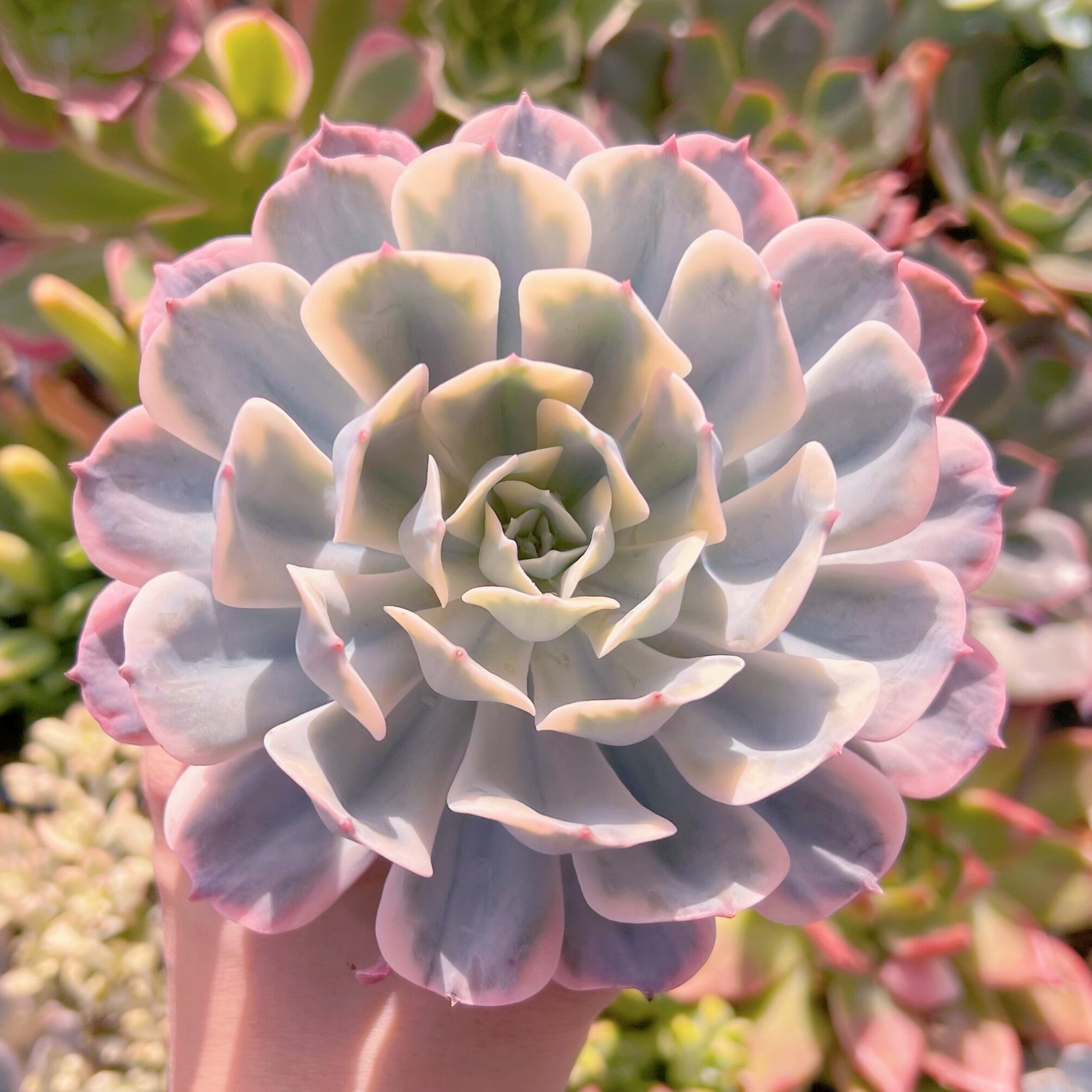 現品　七福神錦#656　新入荷