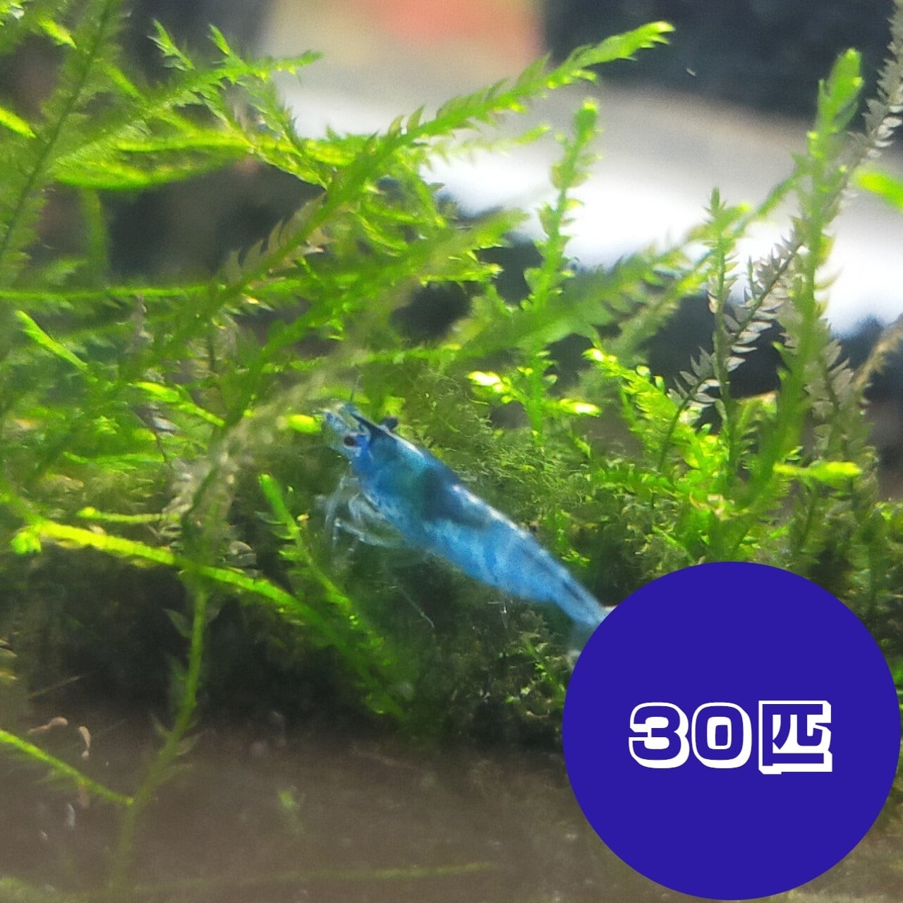 ベルベットブルーシュリンプ ダークブルー 150匹（抱卵個体9匹含み