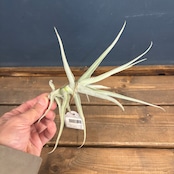 チランジア パレアセア Hyb【1046】