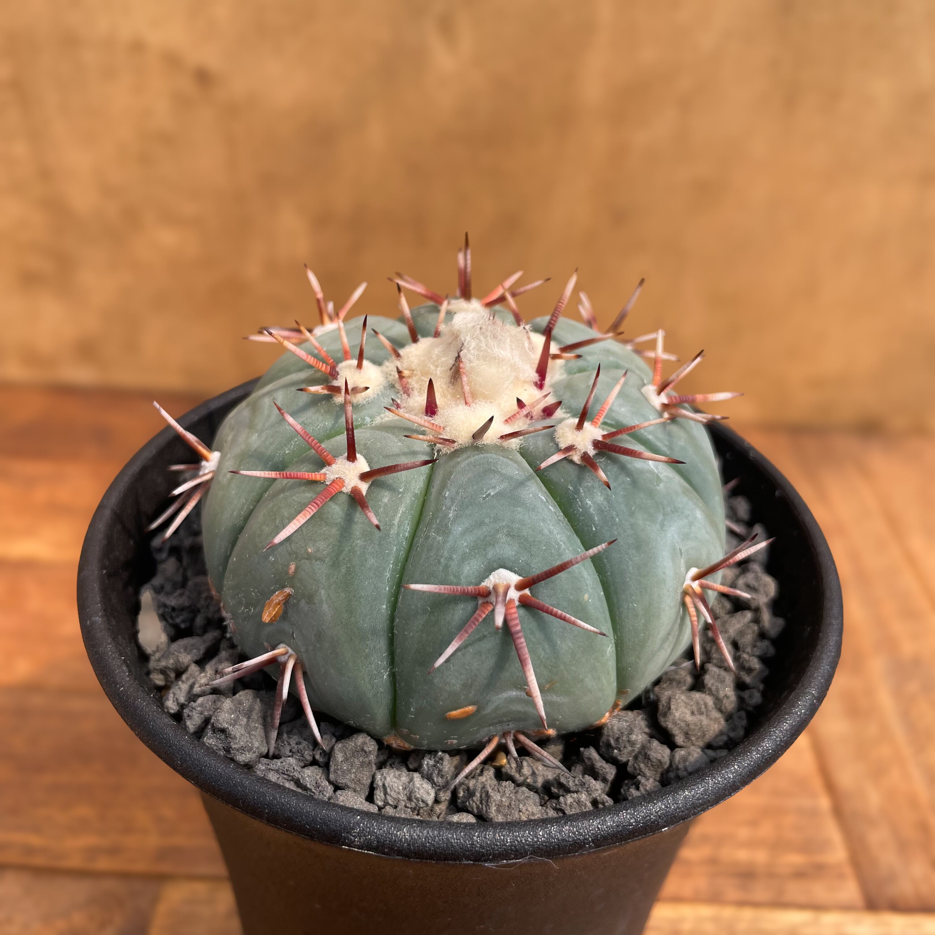 Echinocactus horizonthalonius【エキノカクタス・太平丸】 | RIMO'S