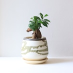 【グリーン】ガジュマル