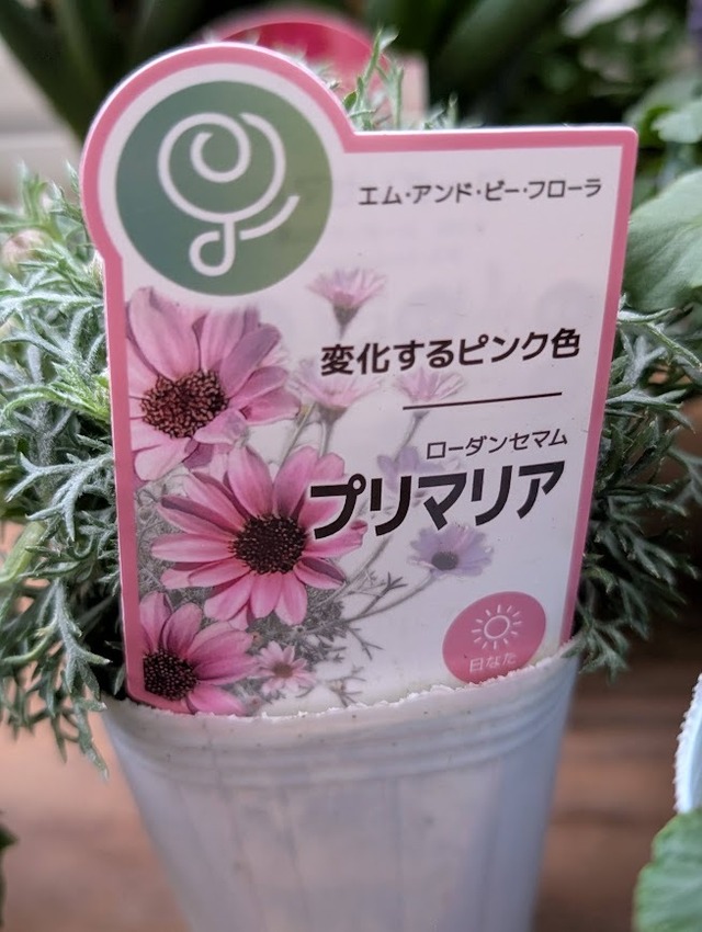 ピンク～ラズベリー系 春の花苗セット【大／11苗入り】