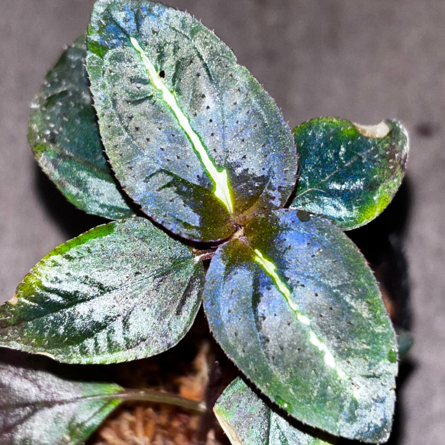 Nautilocalyx picturatus ノーティロカリクス | 熱帯雨林植物専門店