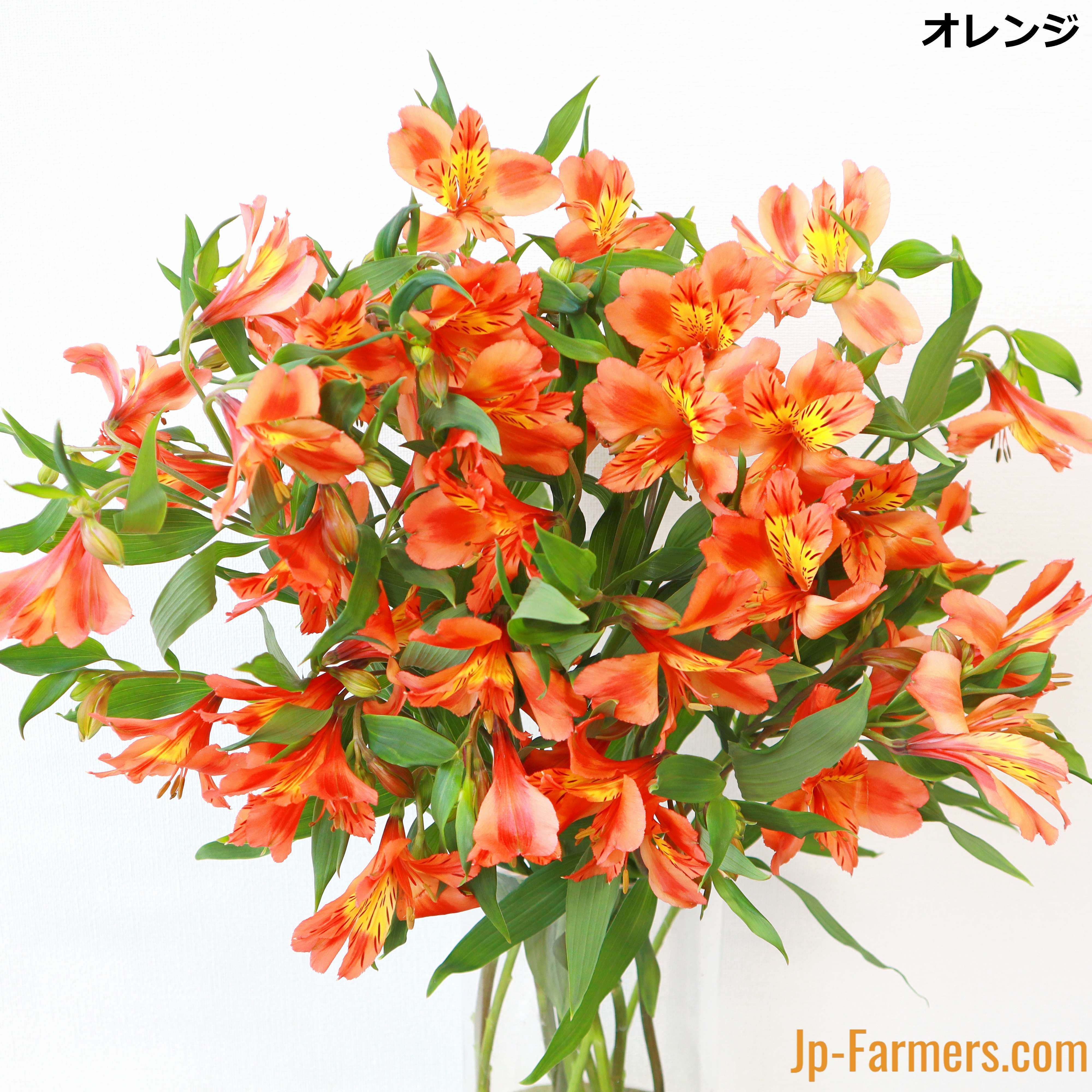花の都」からのお届けする 選べるカラー アルストロメリア 10本 | 新鮮