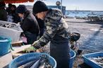 【湘南佐島直送】当日仕込み 極上〆さば「いぶき棒」｜高級さば棒寿司【赤坂一颯】