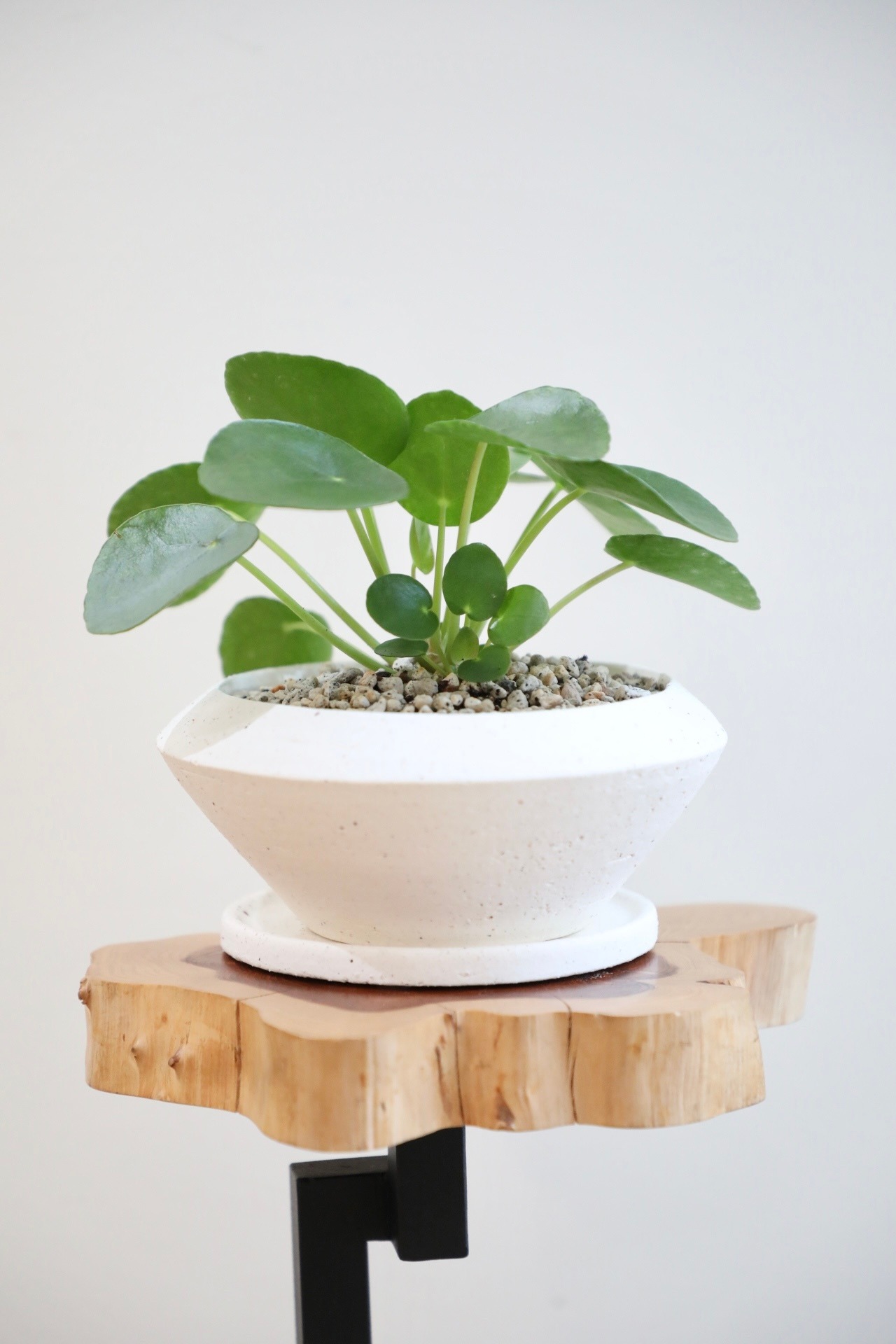 【S】ペペロミア オイデス/Peperomia oides ※陶器鉢付き