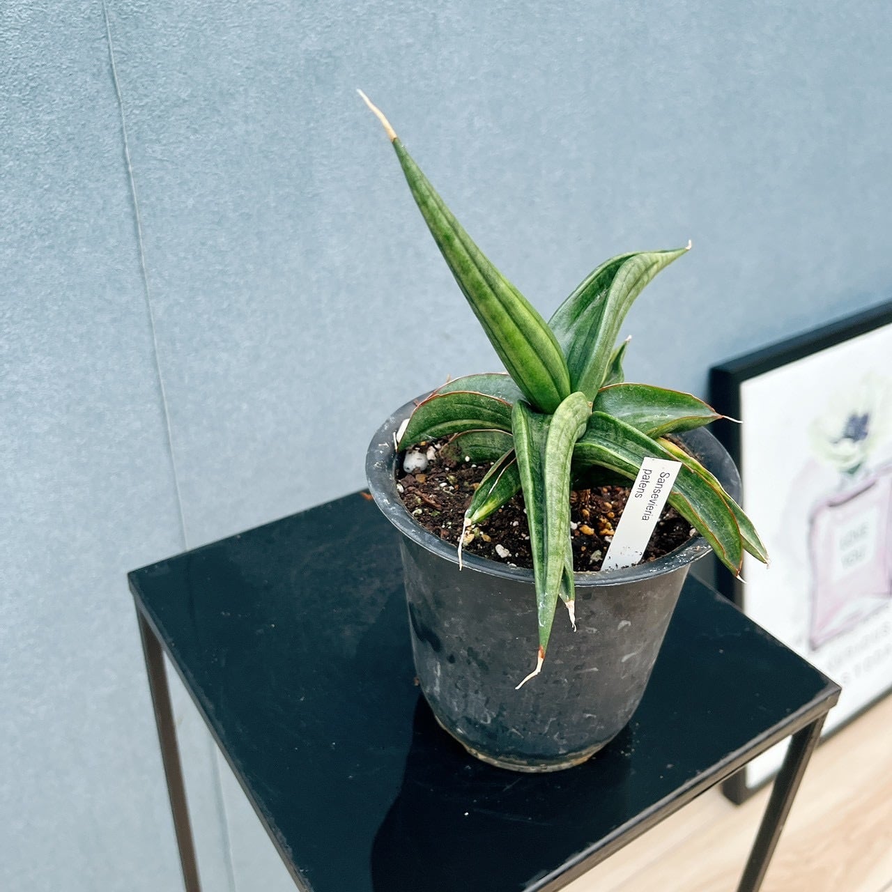 新品　観葉植物　珍しいサンスベリア　斑入り　新品　写真を今日撮ったものに変更 現品］【希少】サンスベリア パテンス 斑入り 4号 観葉植物 室内 レア
