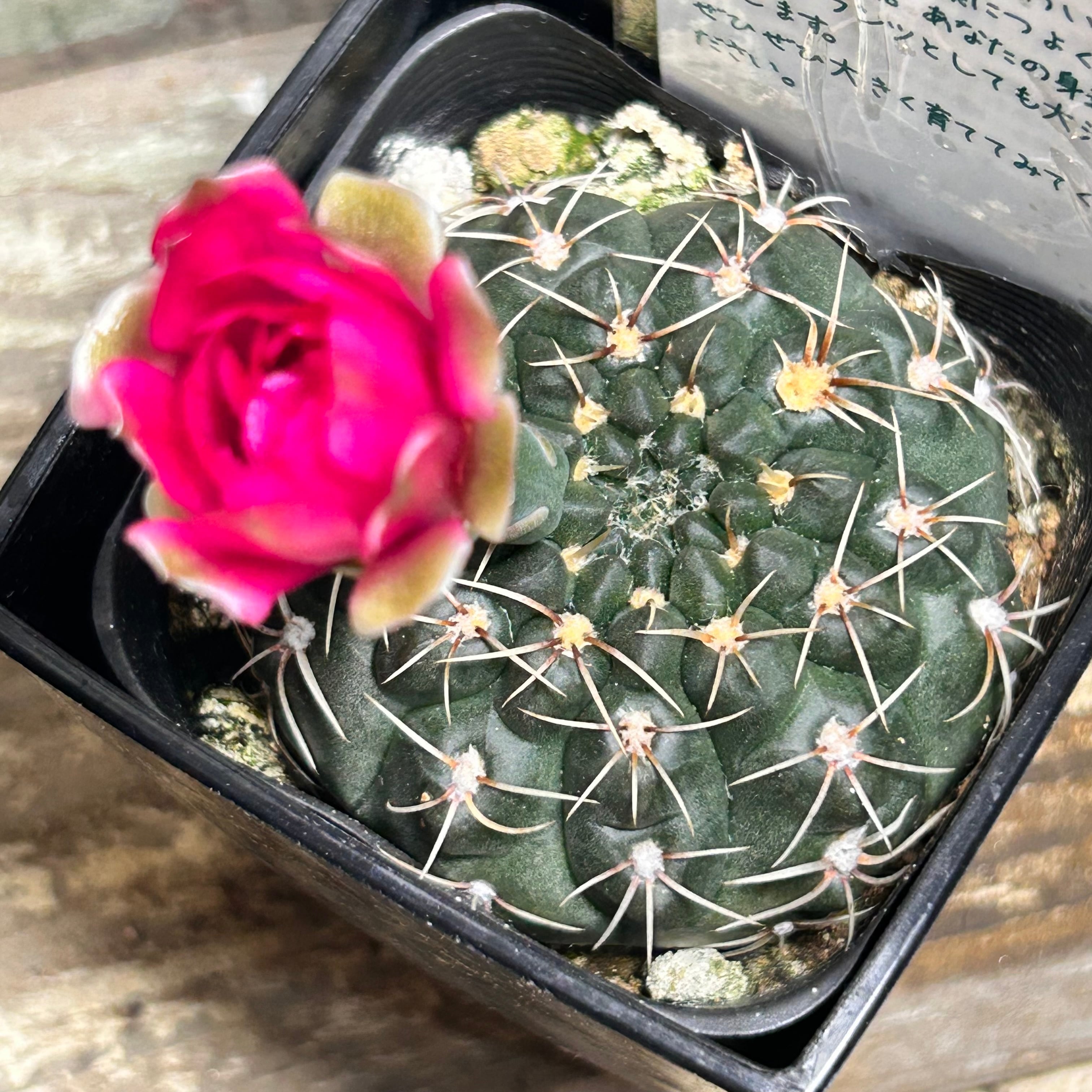 錦 | RuPo 多肉植物専門店
