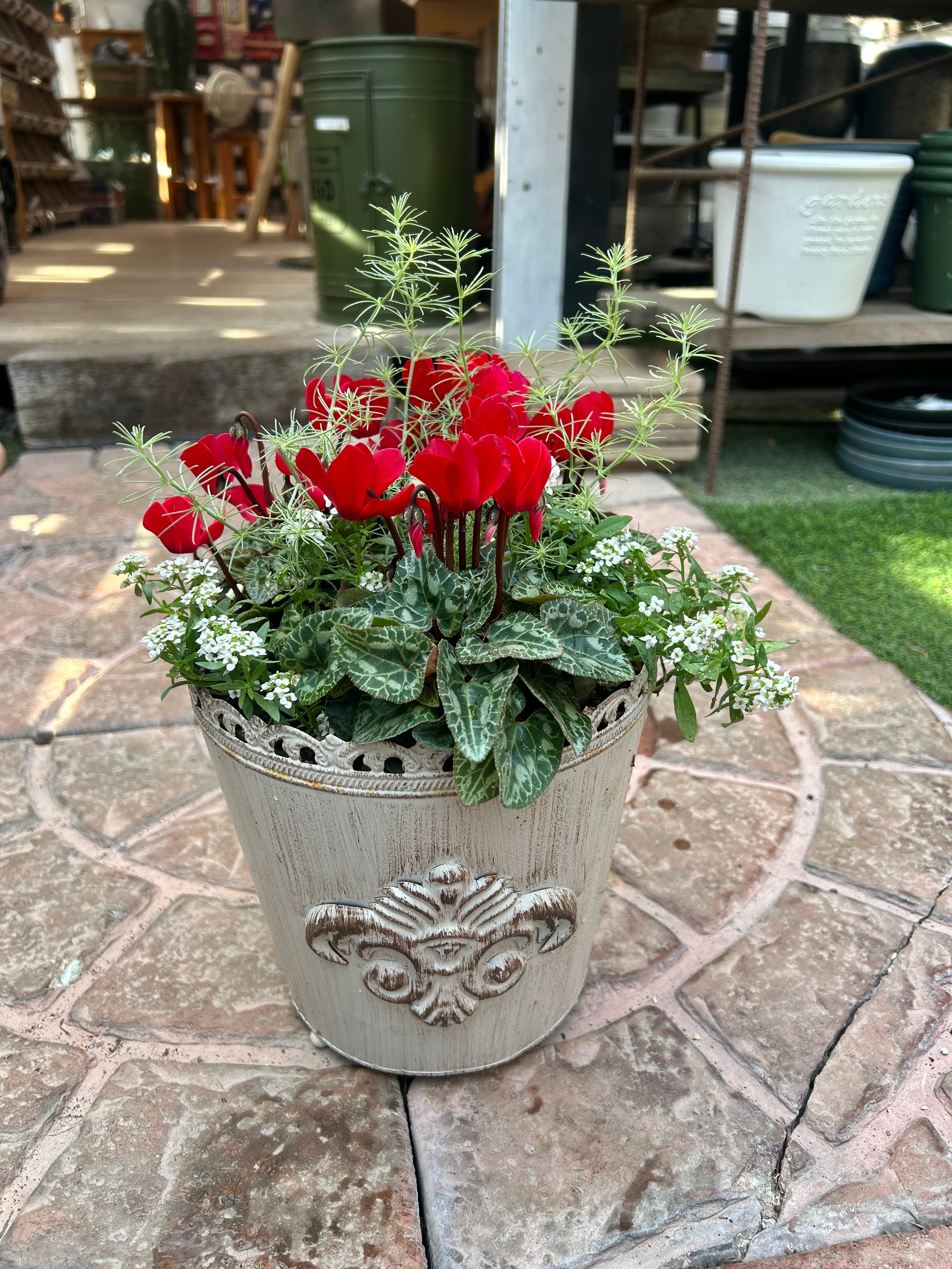 | 2025初寄せ植え💖 2セット 寄植え アセビ CAINZ Square DIY 花