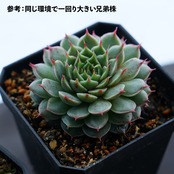 抜き苗 ロングアイラッシュ Echeveria 'Long Eyelashes'