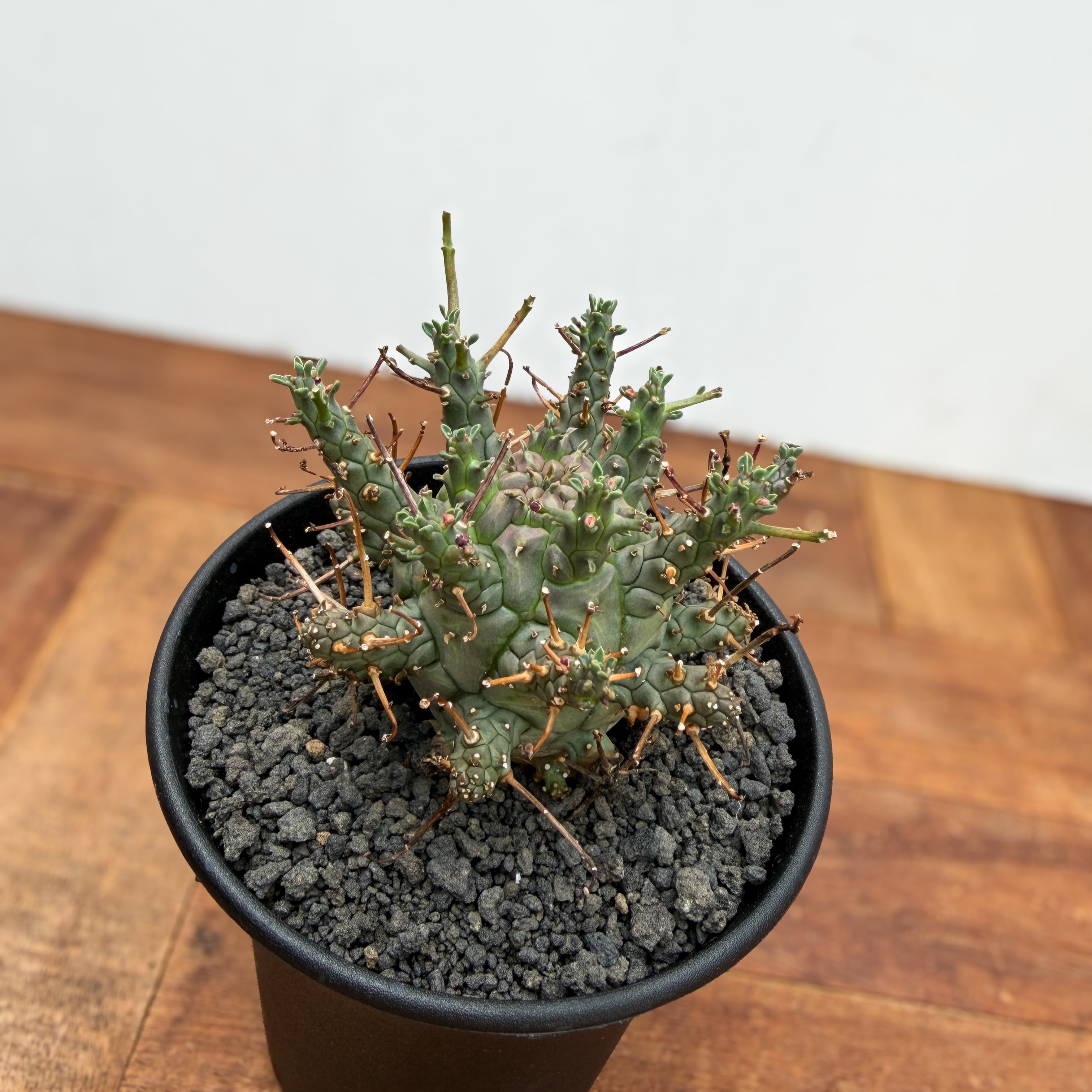Euphorbia Decepta【ユーフォルビア・デセプタ・実生】 | RIMO'S GREEN