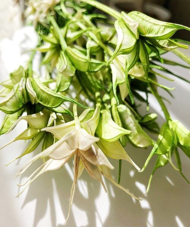 シェア花材☆ニゲラオリエンタリス 白/グリーン