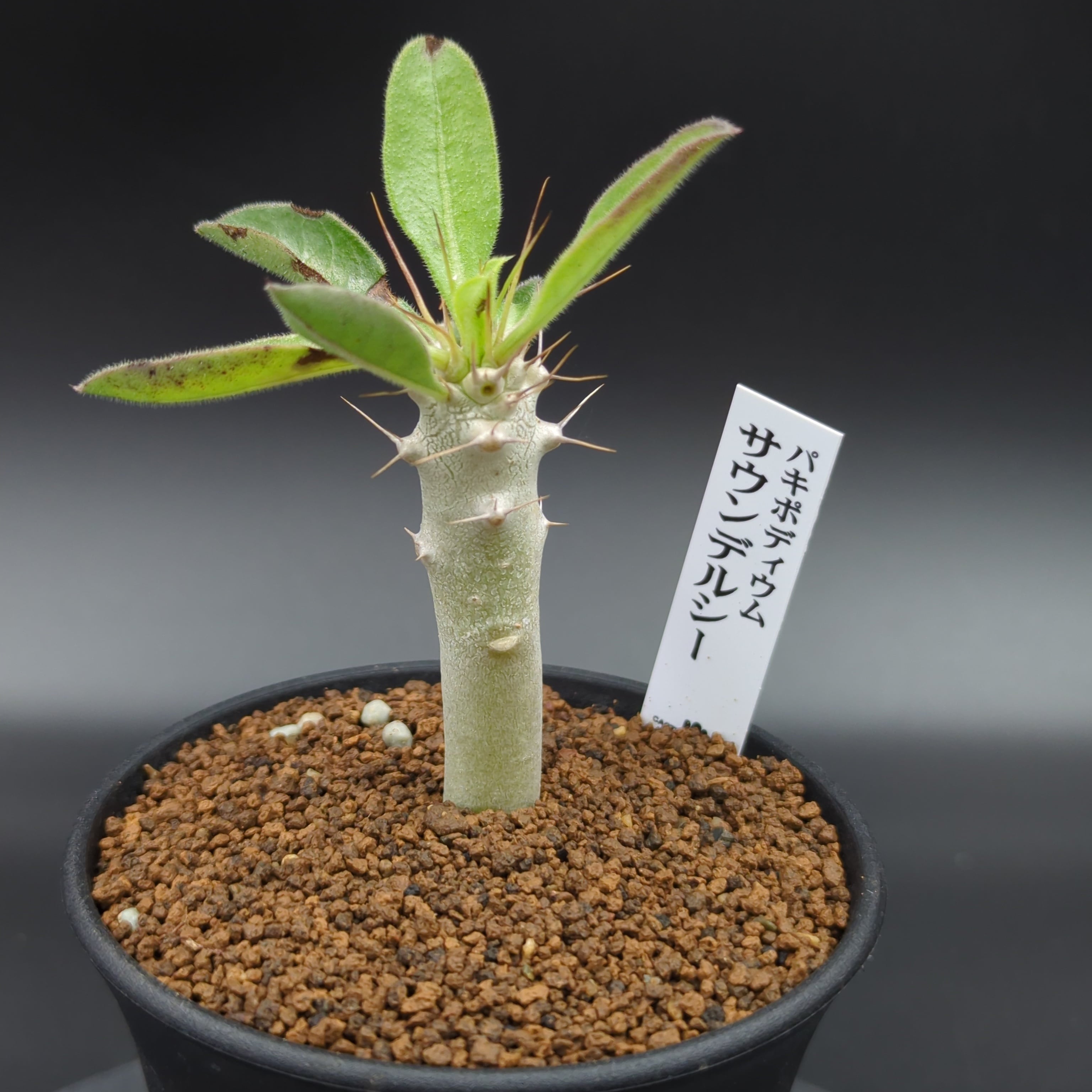 オペルクリカリア パキプス 実生 2年株 【公式通販】