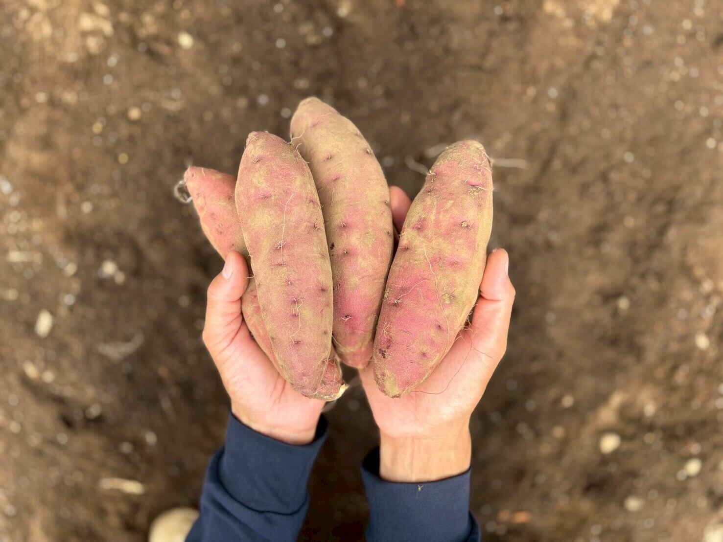 25年度販売終了）ほくほくのさつまいも（栗かぐや）2.5 kg 【販売期間