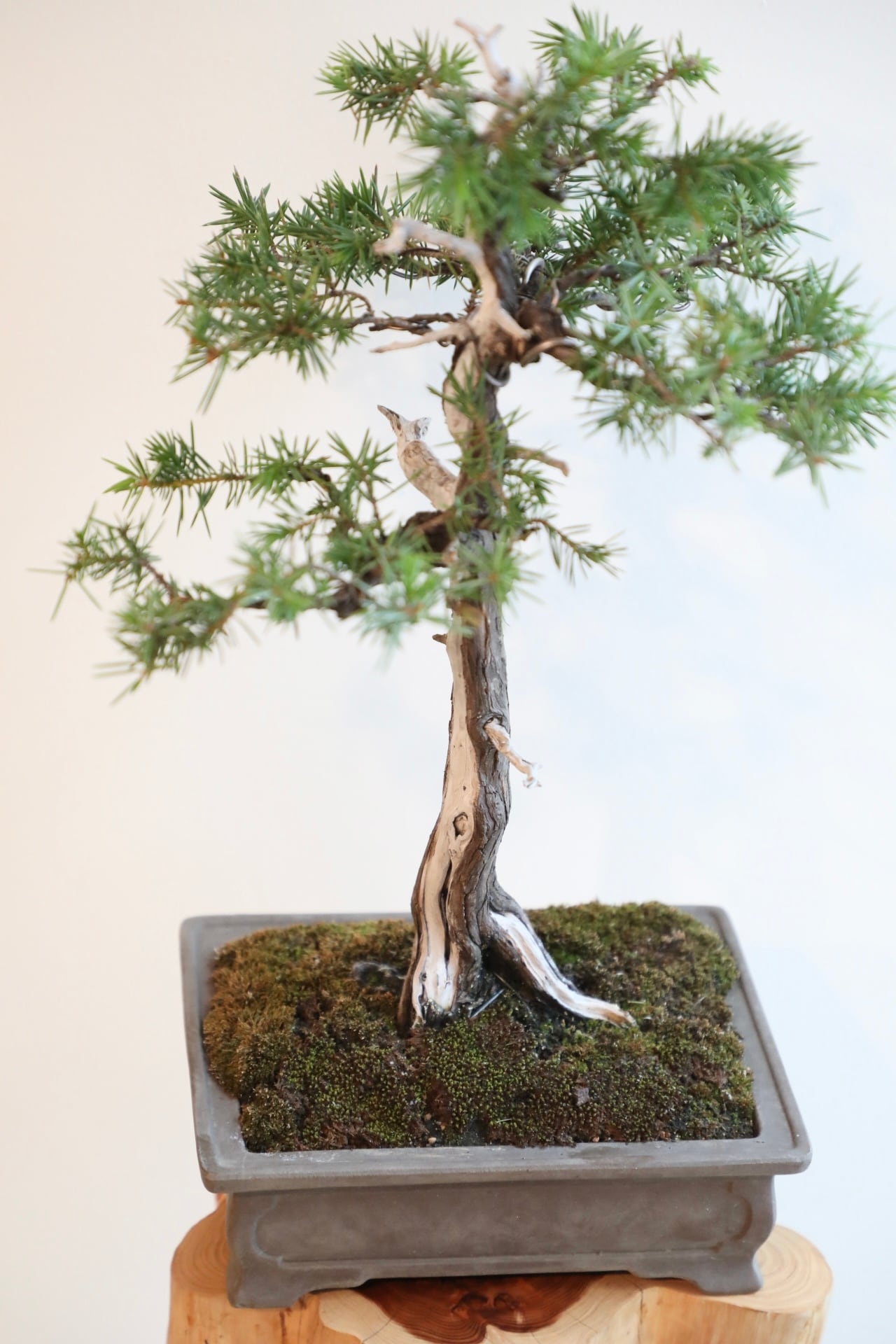 M】杜松 盆栽/Needle Juniper bonsai ※陶器鉢付き | 【厳選植物・器