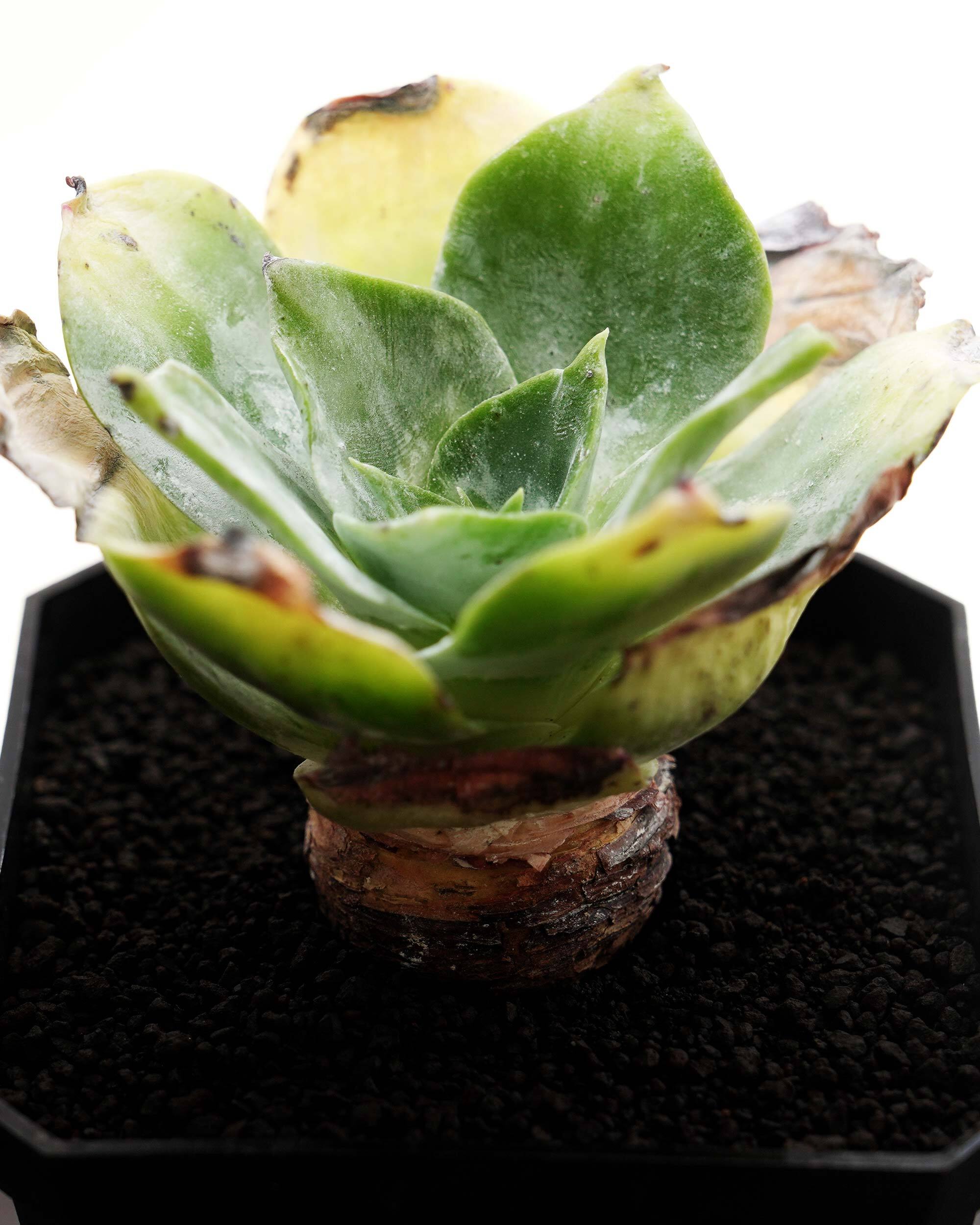 ☆エケベリア好きに☆ホワイトピンヒルー、ホワイトチェリー、リンゴティピ、チェリーザラゴサ☆多肉植物