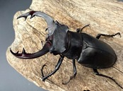 【WF3】《アクベシアヌスミヤマ 66mm ♂♀♀トリオ》