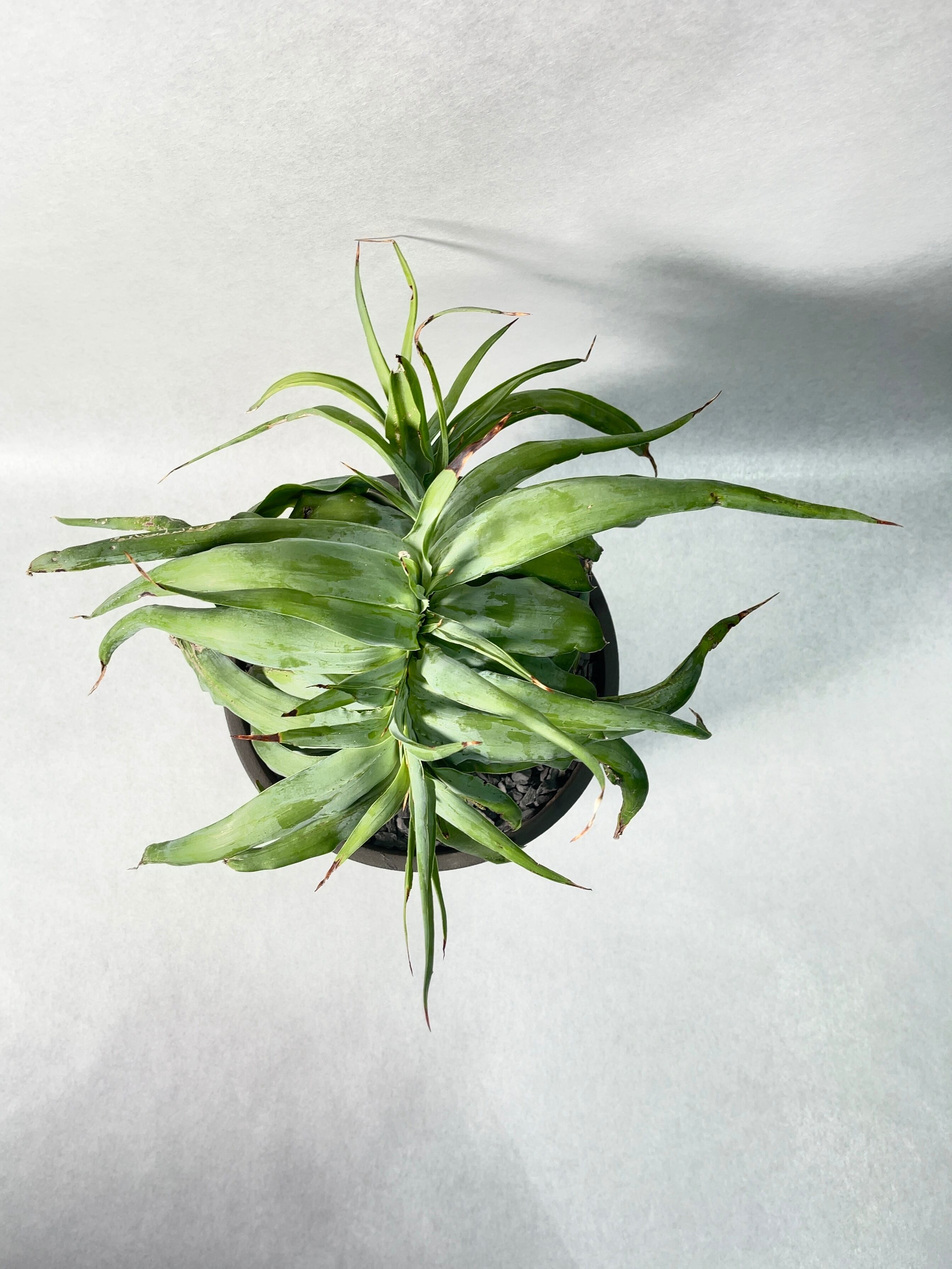 アガベ・ビルモリニアナ綴化 | trigger