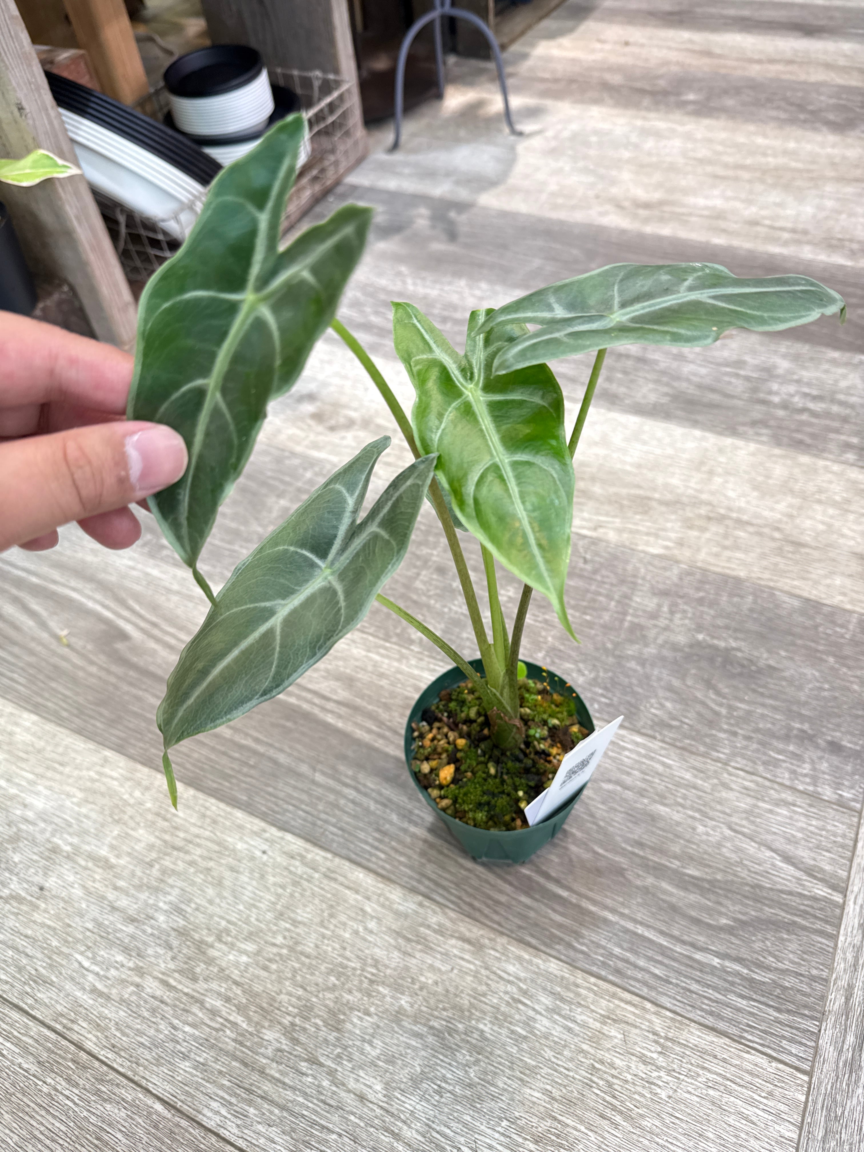 希少］フィロデンドロン 'ホイップルウェイ' | Gardenえん 【観葉熱帯