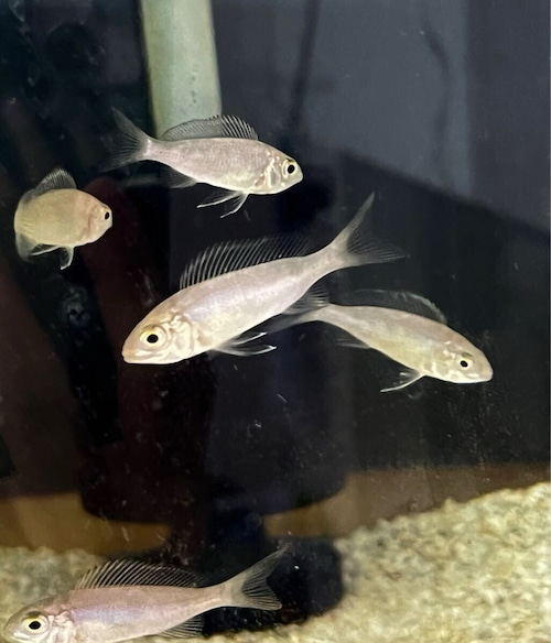 キアソファリンクス フルシルァー kigoma