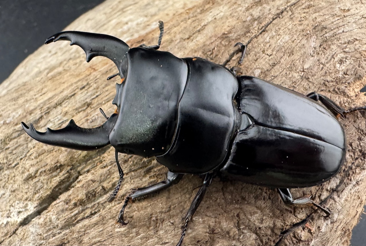 【WF1】《ダエダリオンヒラタ カオバン産 57.5mm ペア》