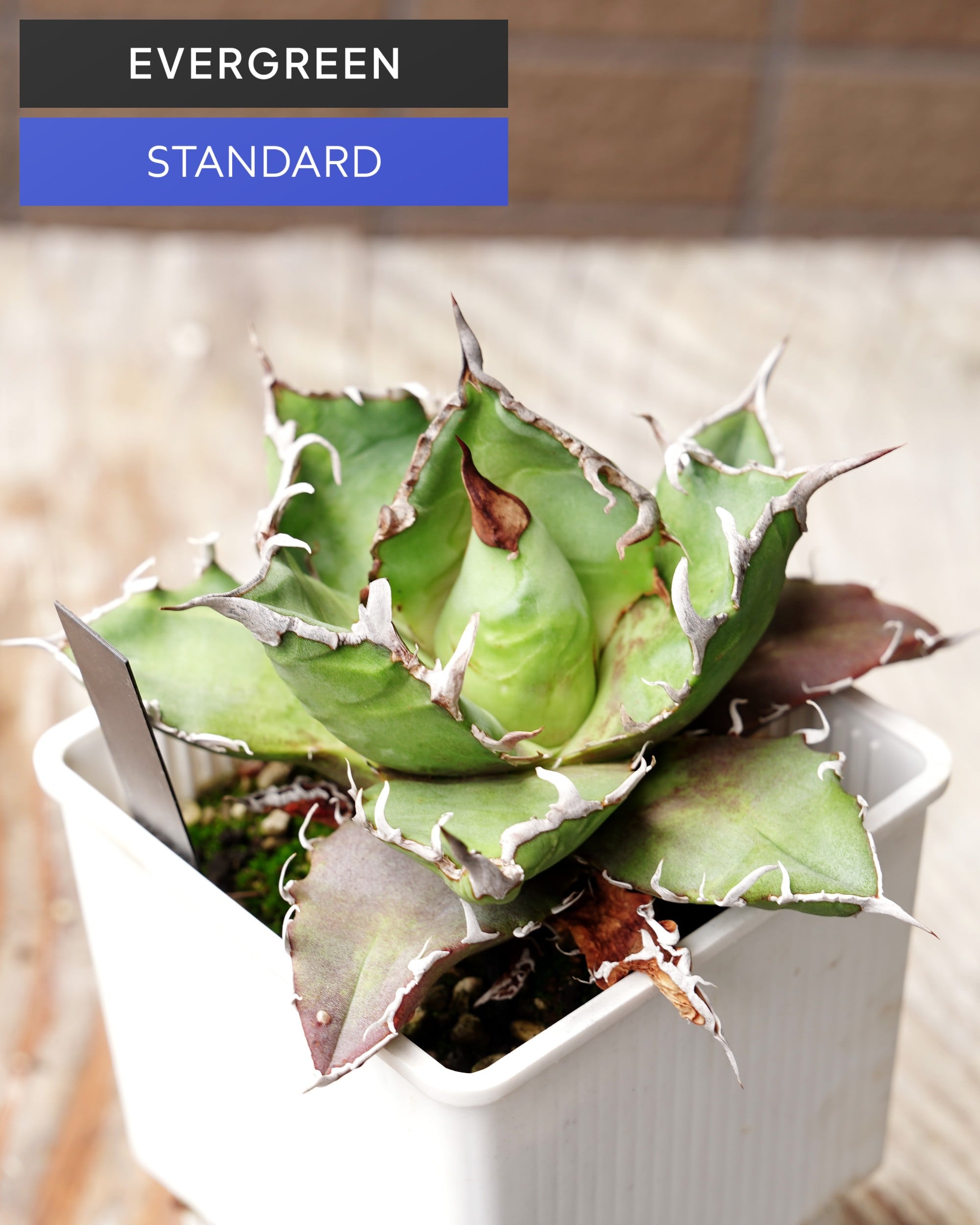 PREMIUM】 抜き苗 王妃雷神白中斑 Agave potatorum 'Ouhi Raijin