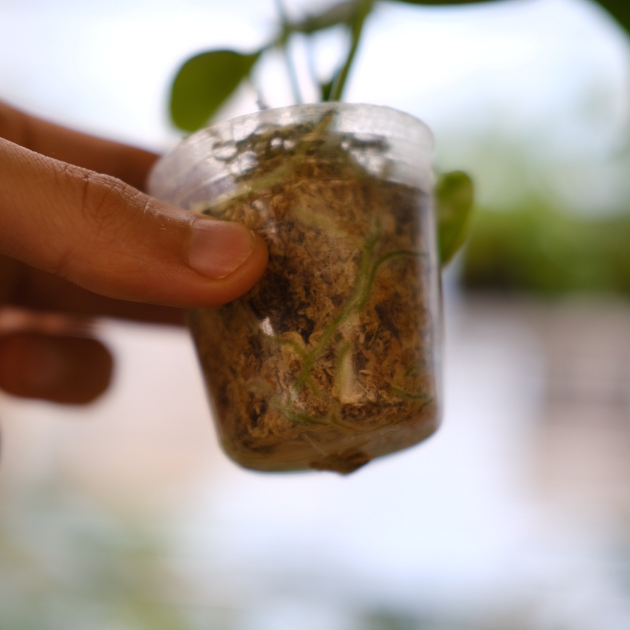 アンスリウム ワロクアーナム / Anthurium Warocqueanum⑬ / 観葉植物<育て方・花言葉>