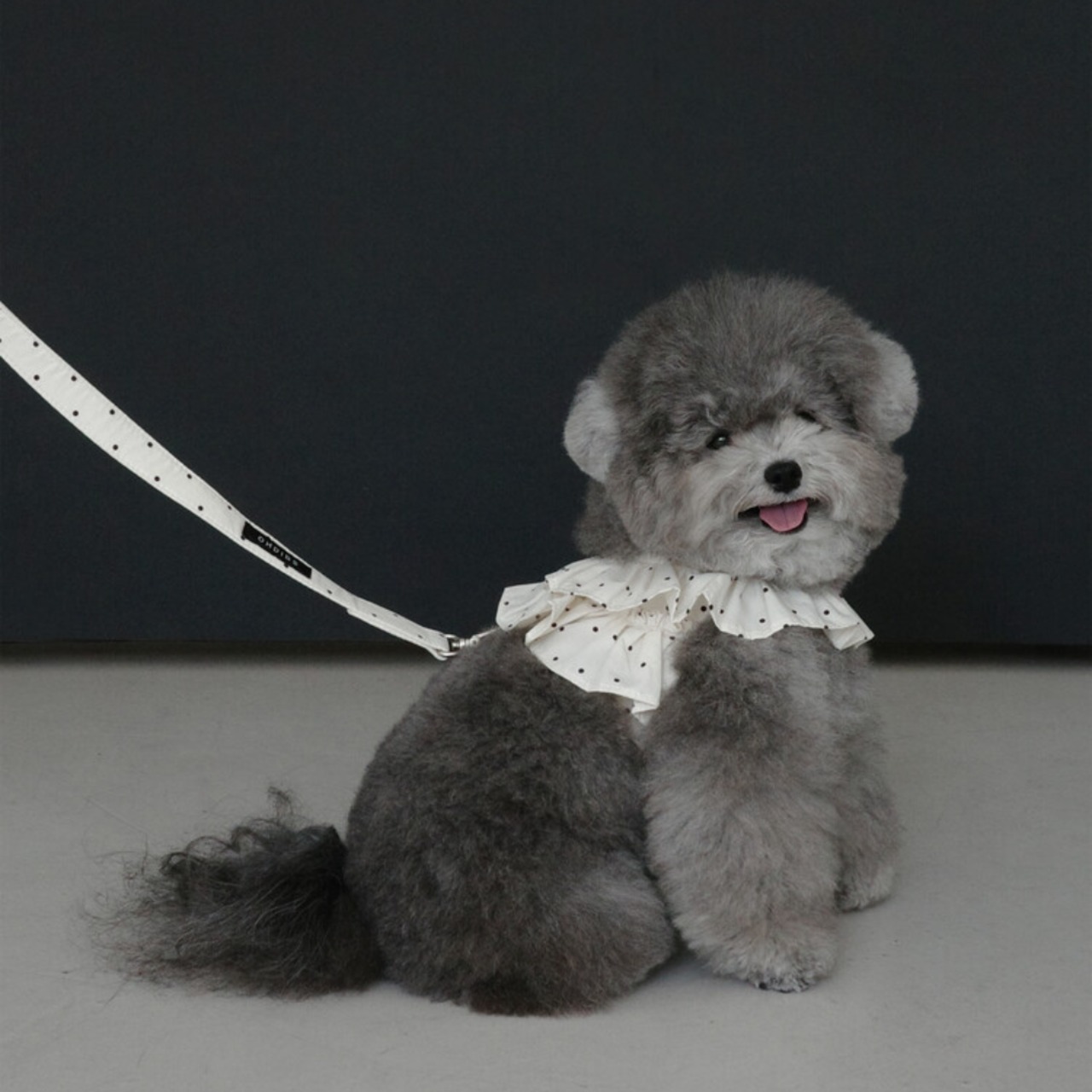 【予約】[ OHDIBS ] CAPENESS leash｜NO.20 _MINI DOT - 7